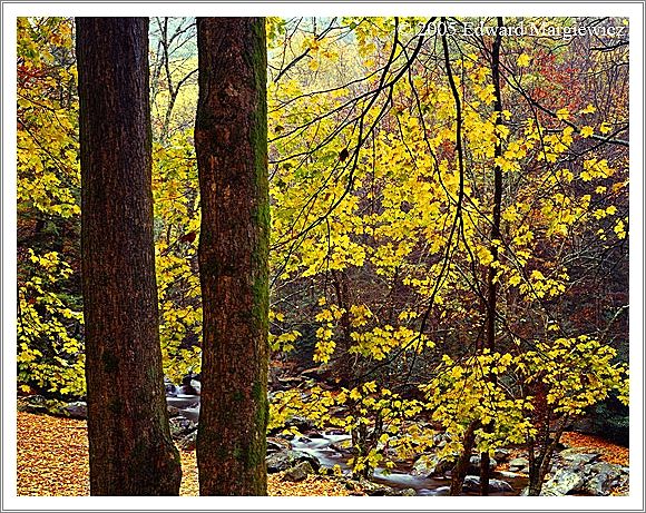450184   Fall color at Chimney Peaks SMNP 
